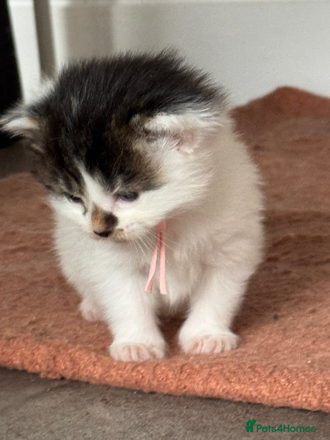 Mixed Breed cats for sale: Kittens looking for their new home  - Image 5