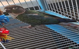 Conures birds for sale: Tame Male & Female Pineapple Conures - Image 25