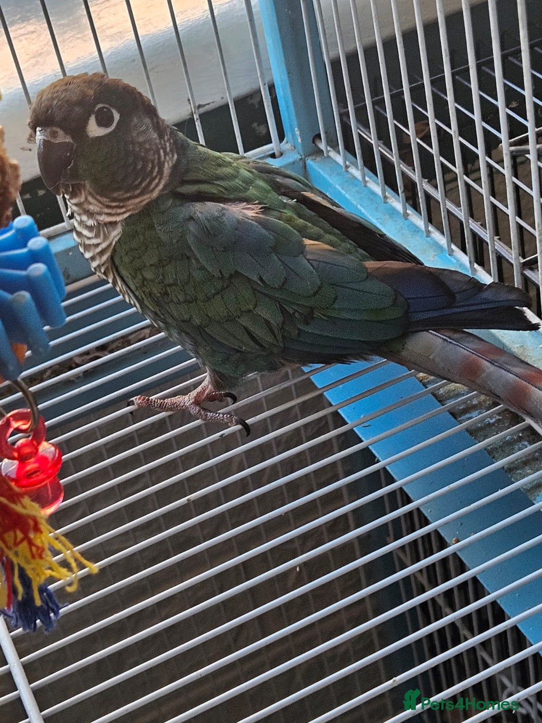 Conures birds for sale: Tame Male & Female Pineapple Conures - Image 25