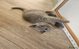 British Shorthair cats for sale: Short hair British kittens  - Image 4