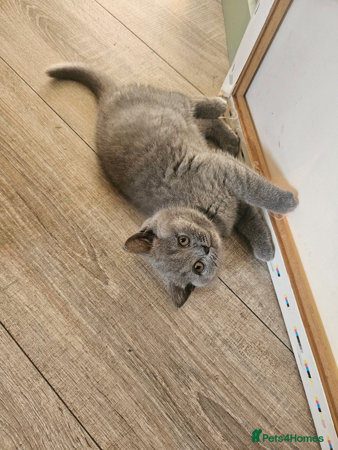 British Shorthair cats for sale: Short hair British kittens  - Image 4