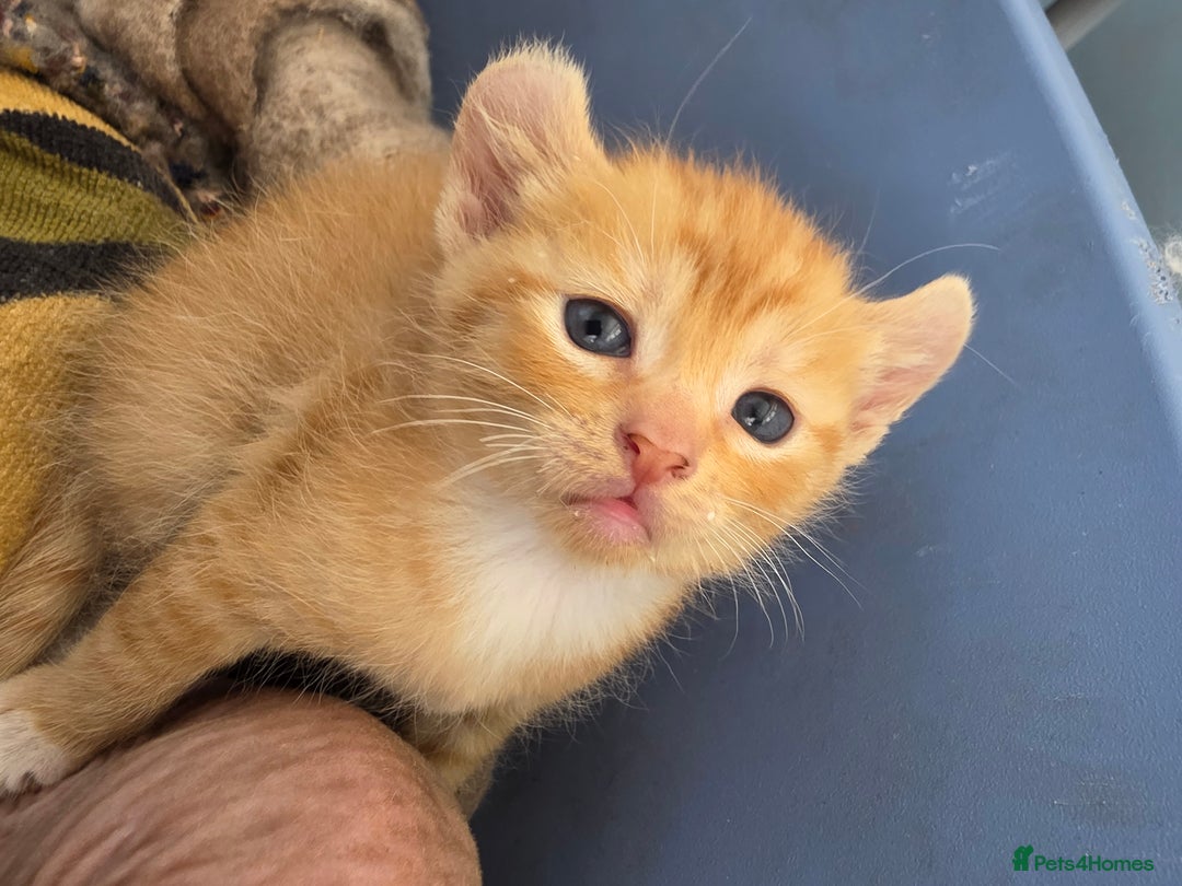 Sphynx cats for sale: Ginger Male Kitten Sphynx x Devon Rex Elf Mix in Hartlepool - Image 17