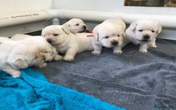Labrador Retriever dogs for sale: Lovable, Quality KC working Labradors!! - Image 8