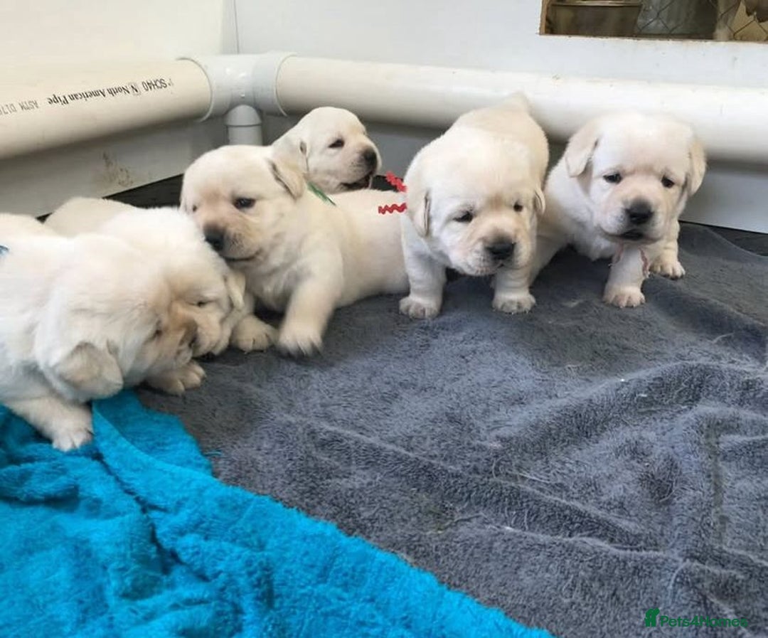 Labrador Retriever dogs for sale: Lovable, Quality KC working Labradors!! - Image 8