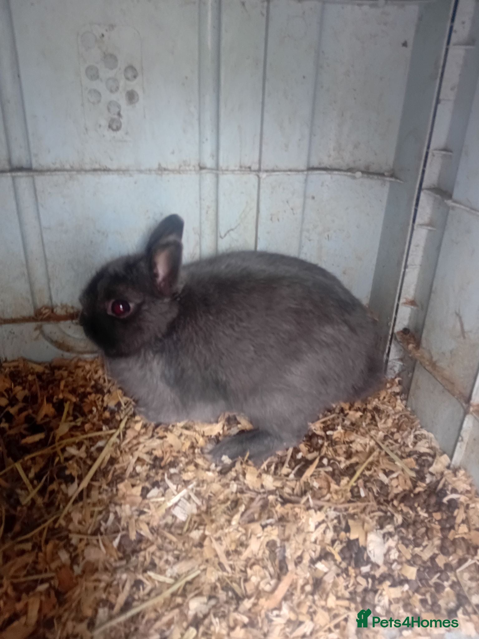 Netherland Dwarf rabbits Netherland dwarfs  - Advert 2