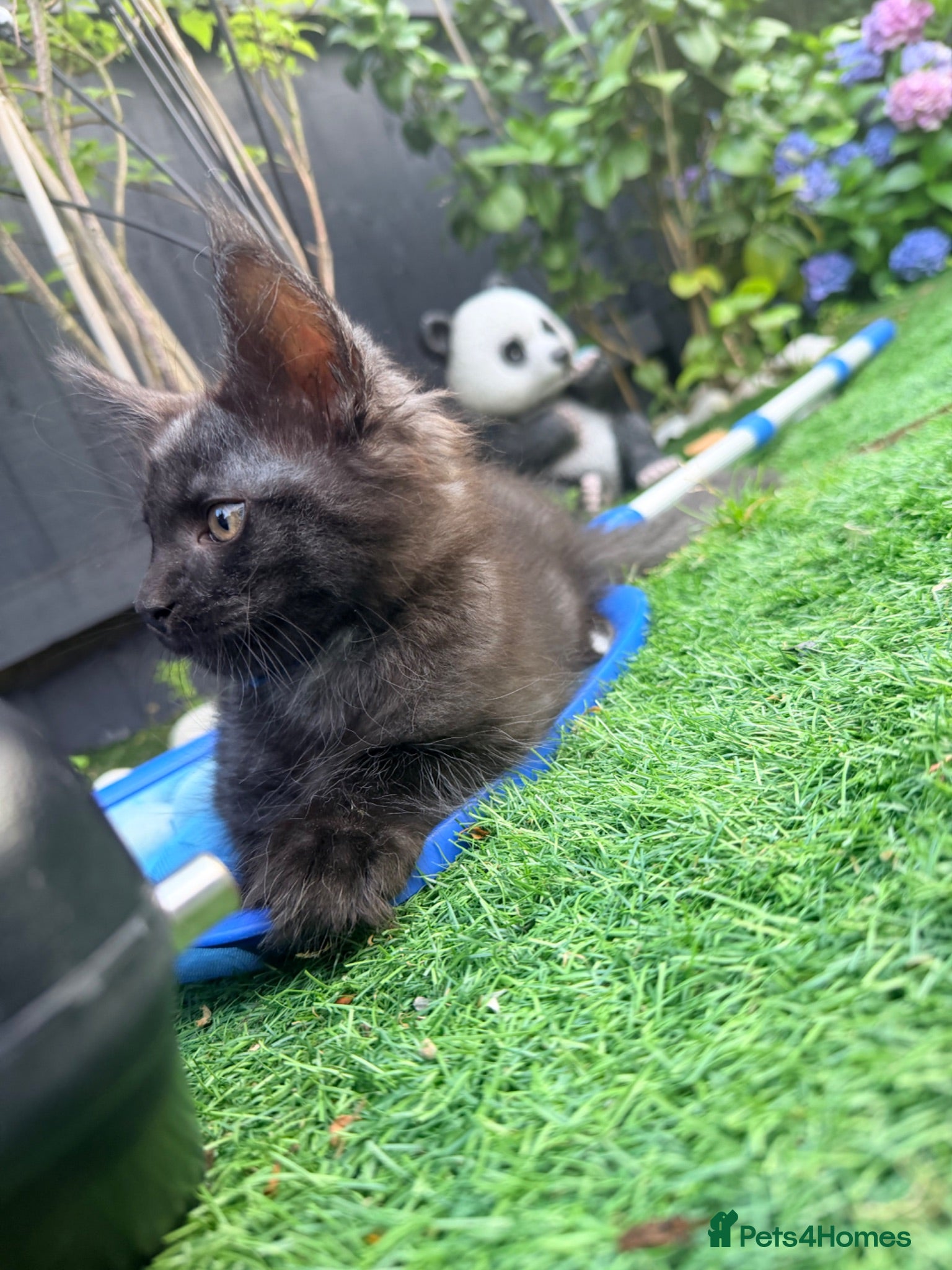 Maine Coon cats Beautiful Maine Coon Ready for Their Forever Homes - Advert 2