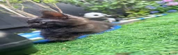 Maine Coon cats for sale: Beautiful Maine Coon Ready for Their Forever Homes - Advert 4