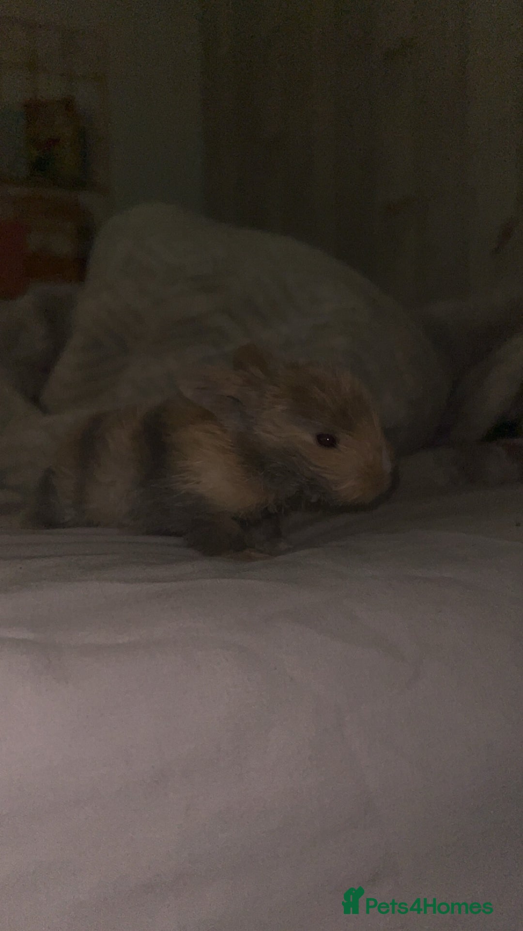 Mini Lop rabbits for sale: Gorgeous mini lip bunnies ready to go on 9thjan - Advert 6