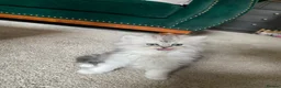Persian cats for sale: Stunning Persian Chinchilla Kittens - Lancashire. - Advert 16
