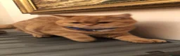 British Shorthair cats for sale: British shorthair kittens  - Advert 26