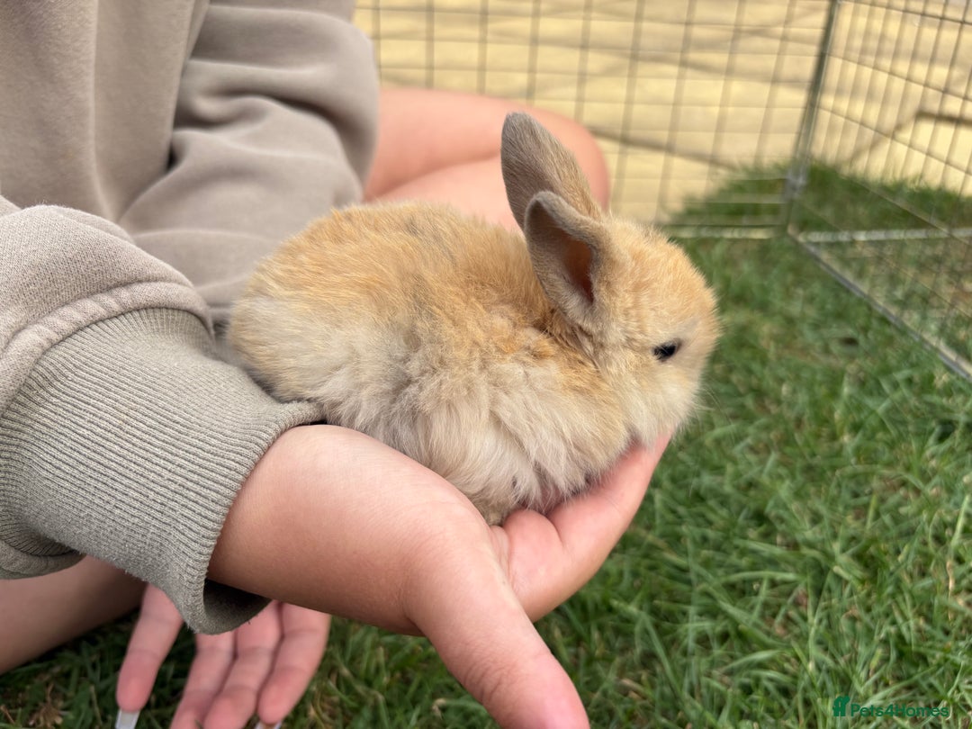 Mini Lop rabbits for sale: Adorable Baby Mini Lop Rabbits – Ready Soon! ✨🐰 - Image 6
