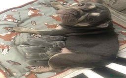 French Bulldog dogs for sale: Lilac French bulldogs  - Image 8