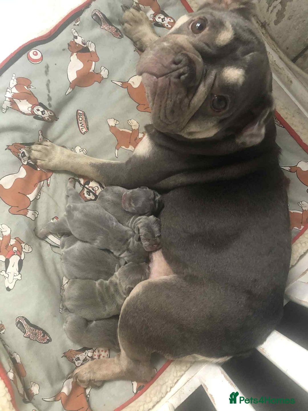 French Bulldog dogs for sale: Lilac French bulldogs  - Image 8