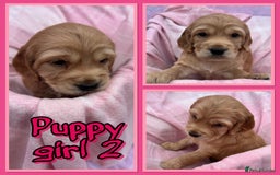 Cocker Spaniel dogs for sale: 5 beautiful show cocker spaniel puppies  - Image 7