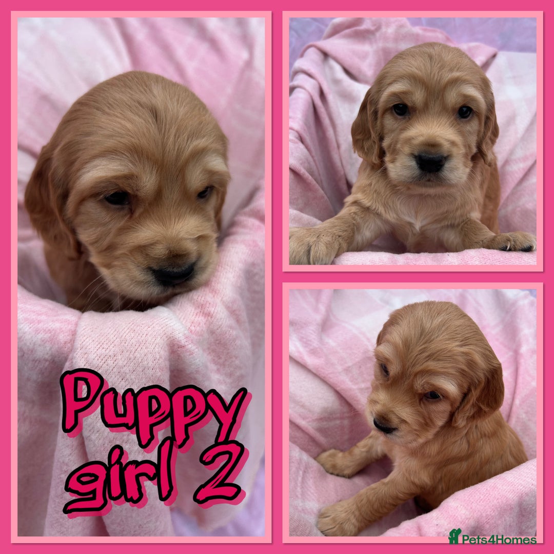 Cocker Spaniel dogs for sale: 5 beautiful show cocker spaniel puppies  - Image 7