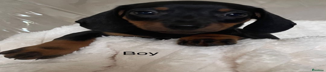 Miniature Dachshund Puppy 1