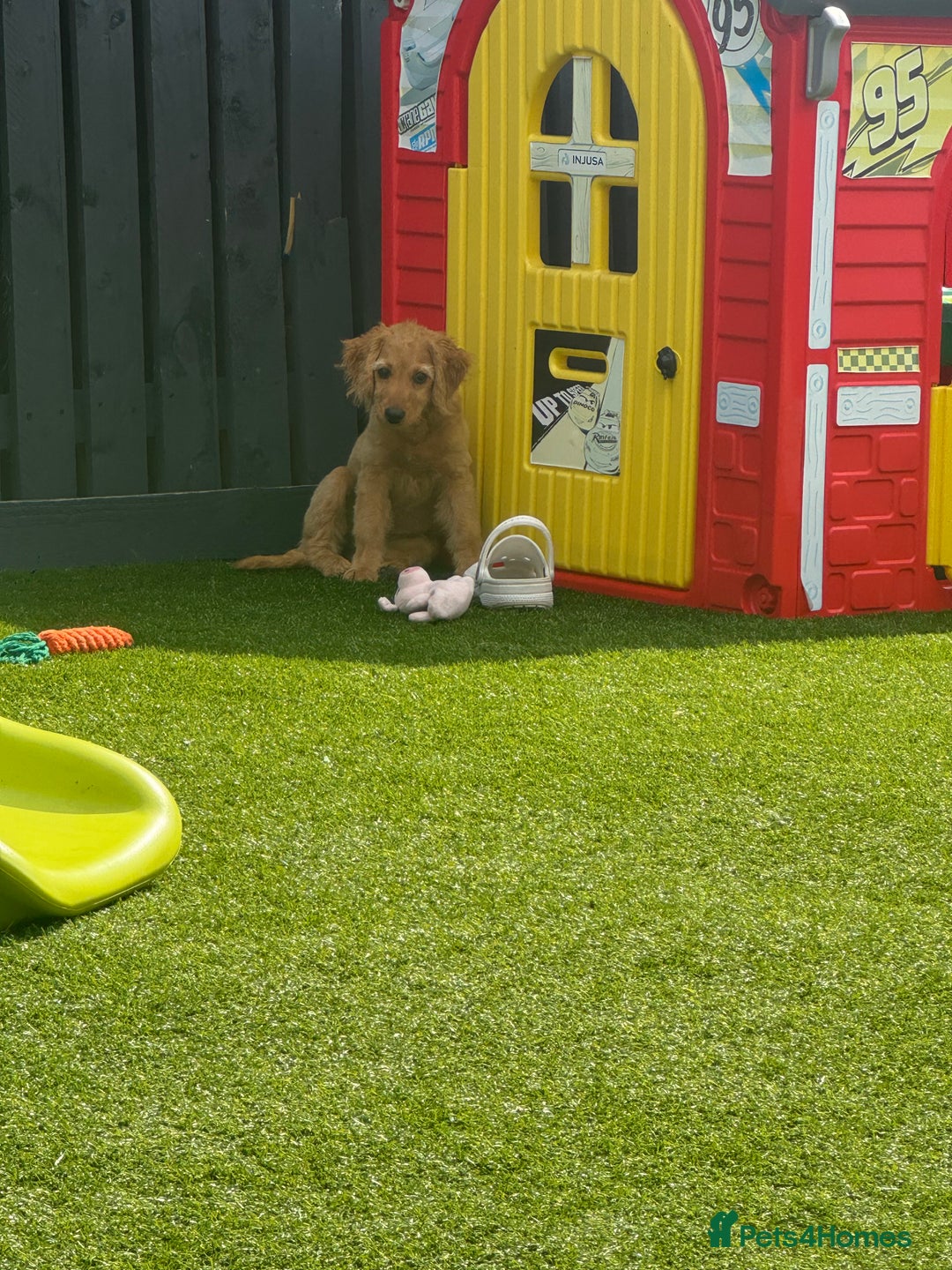 Cockapoo dogs for sale: Brown cockapoo pup  - Image 1