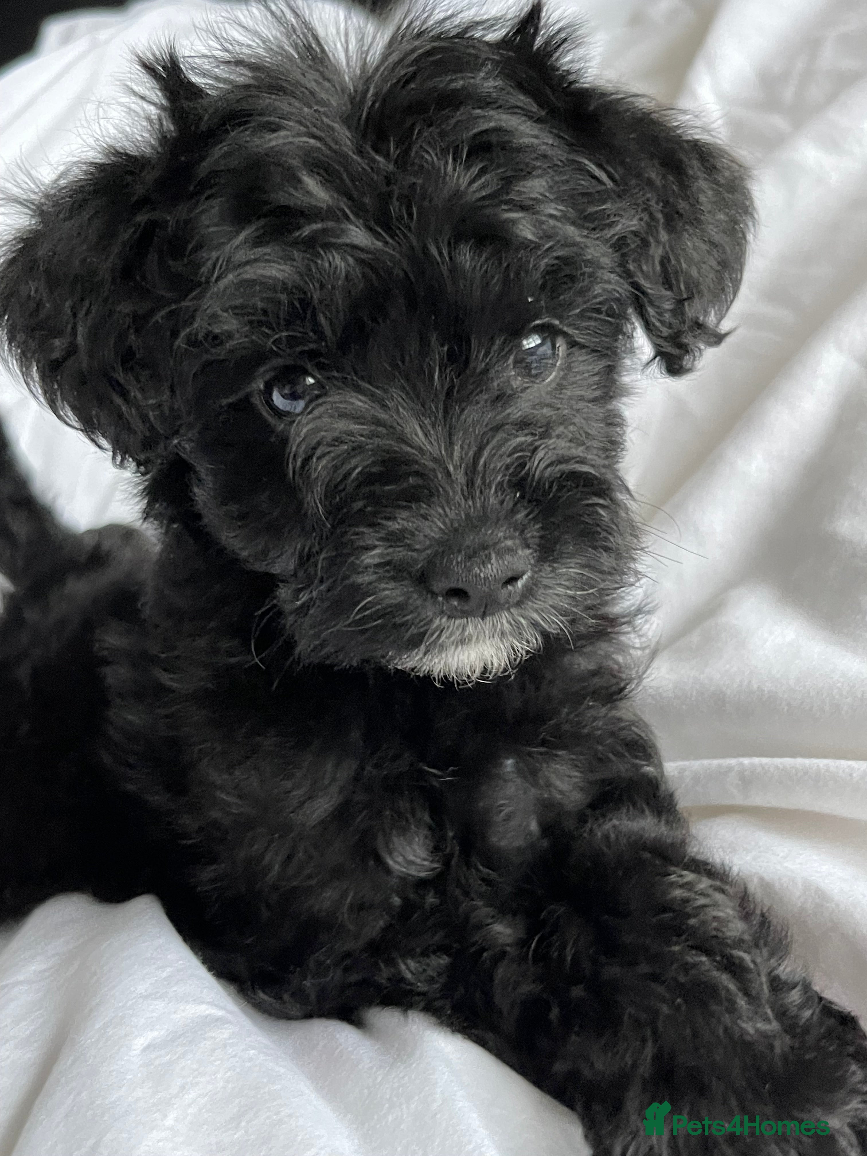 Yorkshire Terrier dogs Yorkshire terriers biewer  - Advert 1