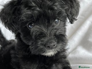 Yorkshire Terrier dogs Yorkshire terriers biewer - Advert 16