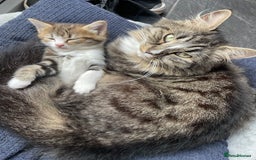 Mixed Breed cats for sale: Female kitten looking for a loving home  - Image 1