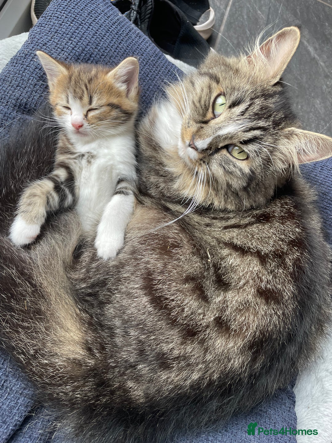 Mixed Breed cats for sale: Female kitten looking for a loving home  - Image 1