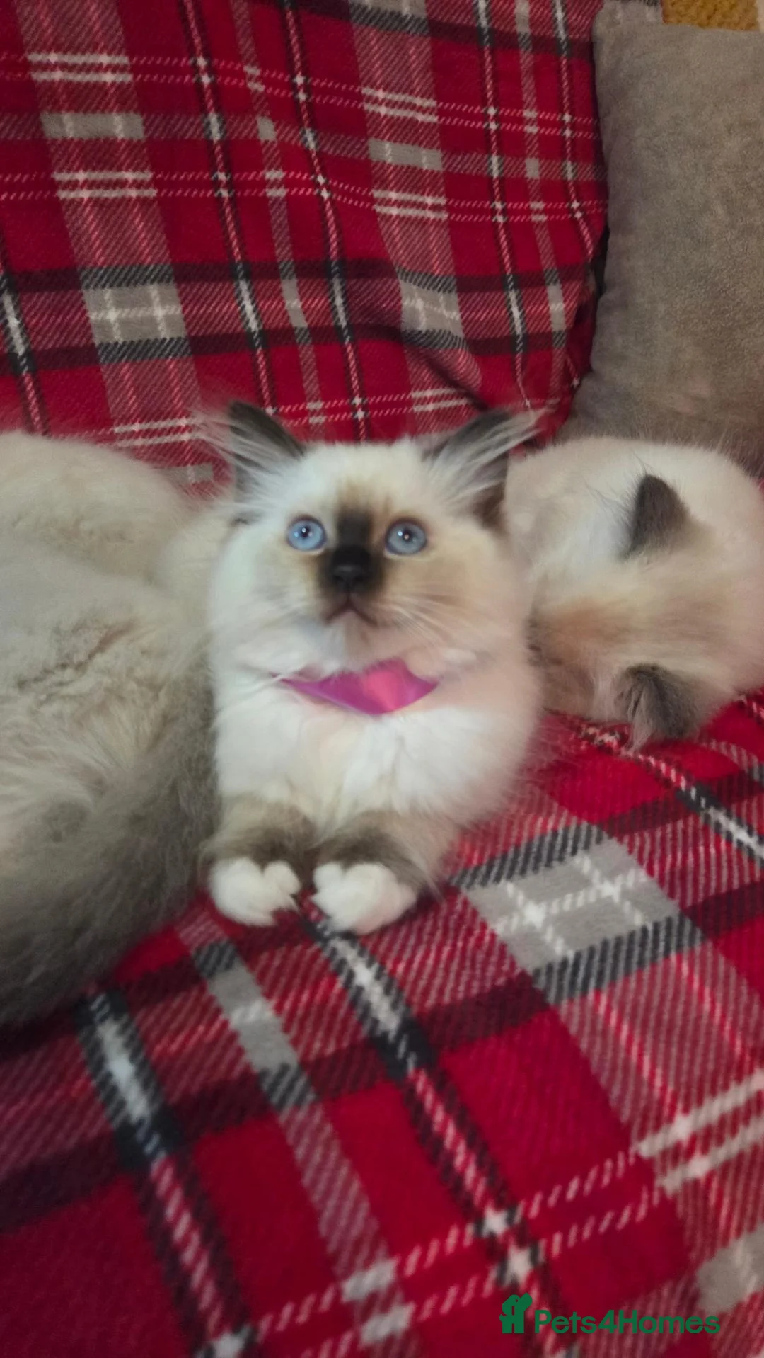 Persian cats for sale: 4 Persian x Ragdoll kittens in Glasgow - Advert 15