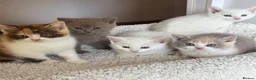 British Shorthair cats for sale: Gorgeous British Shorthair x kittens - Advert 7