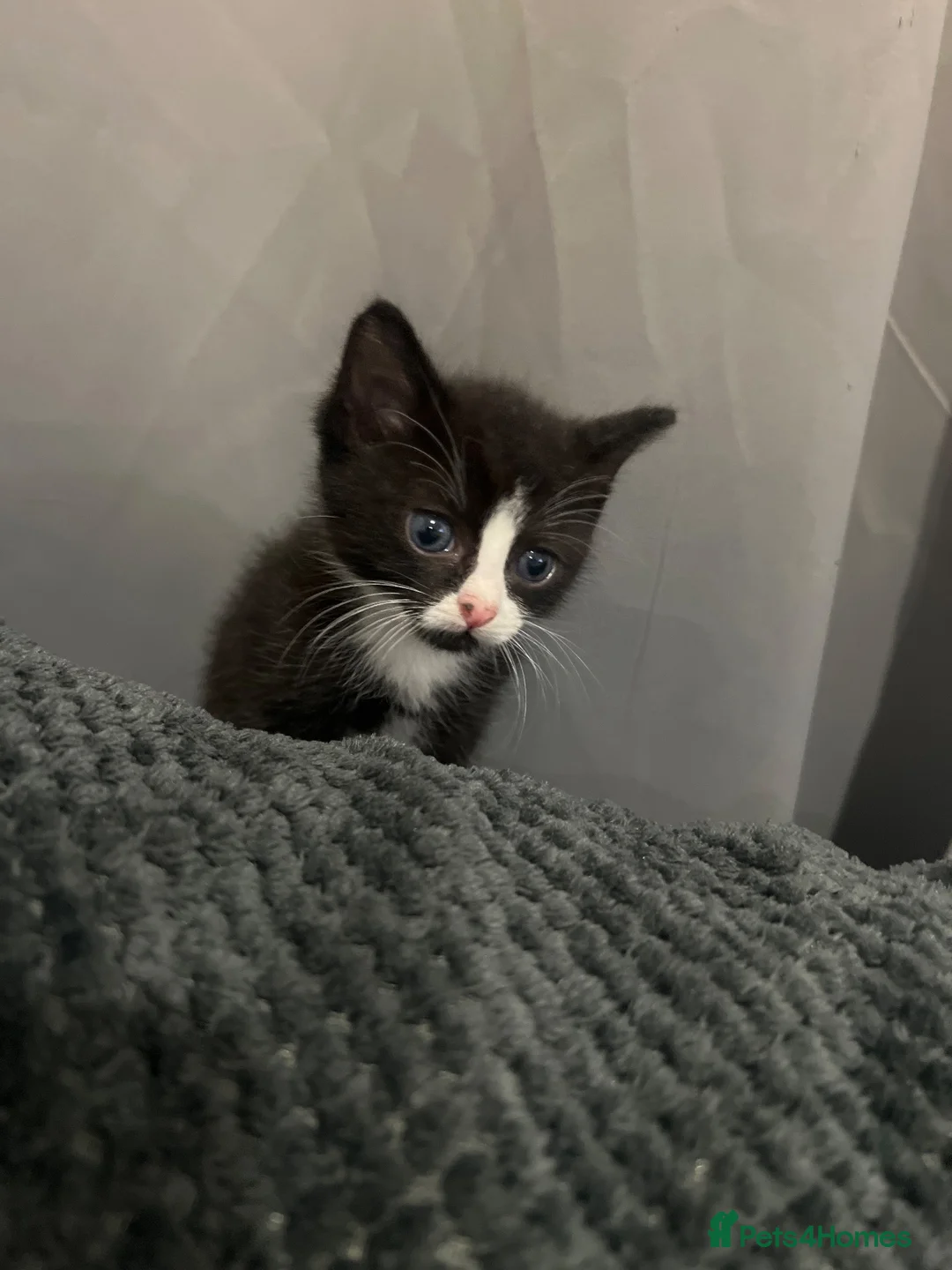 Mixed Breed cats for sale: Mixed cats - Advert 8