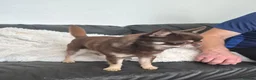 Chihuahua dogs for sale: Gorgeous Boy Chihuahua  - Advert 3