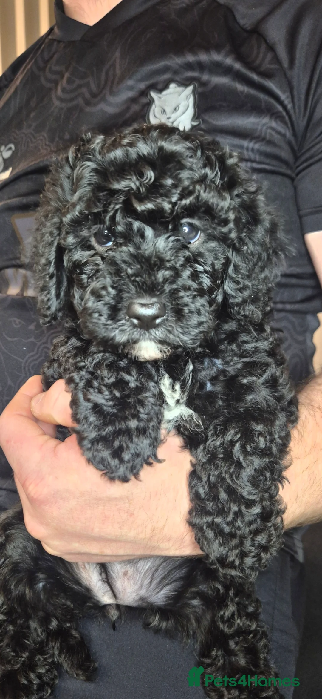 Cavapoo dogs for sale: F2 Cavapoo girl - Advert 2