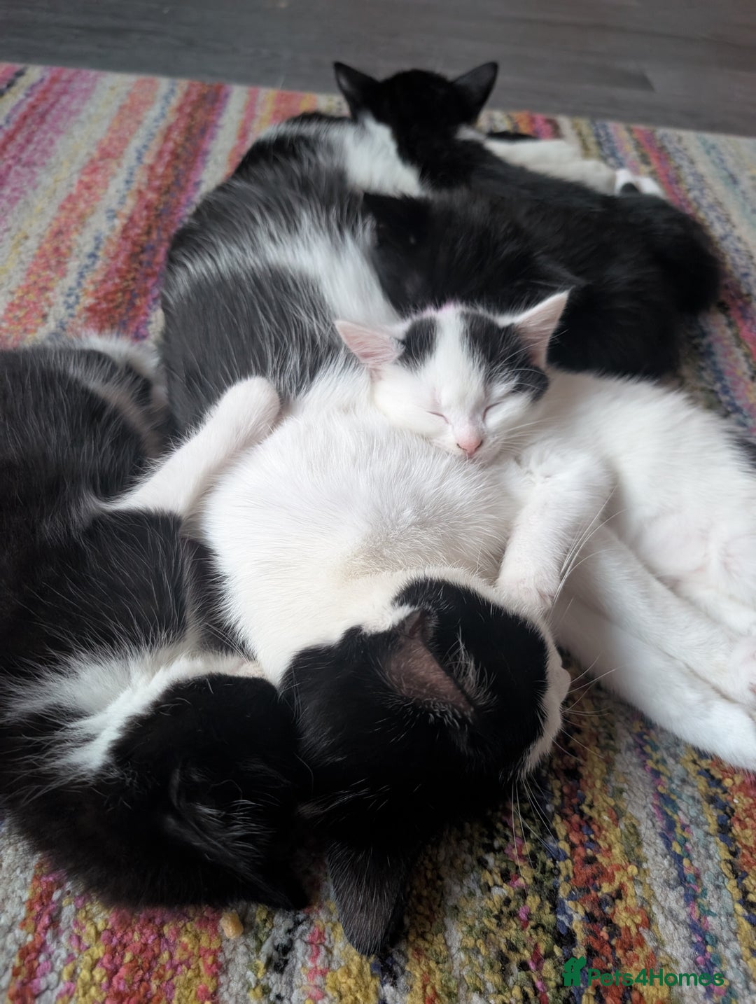 Domestic Shorthair cats for sale: Kittens for sale  - Image 4