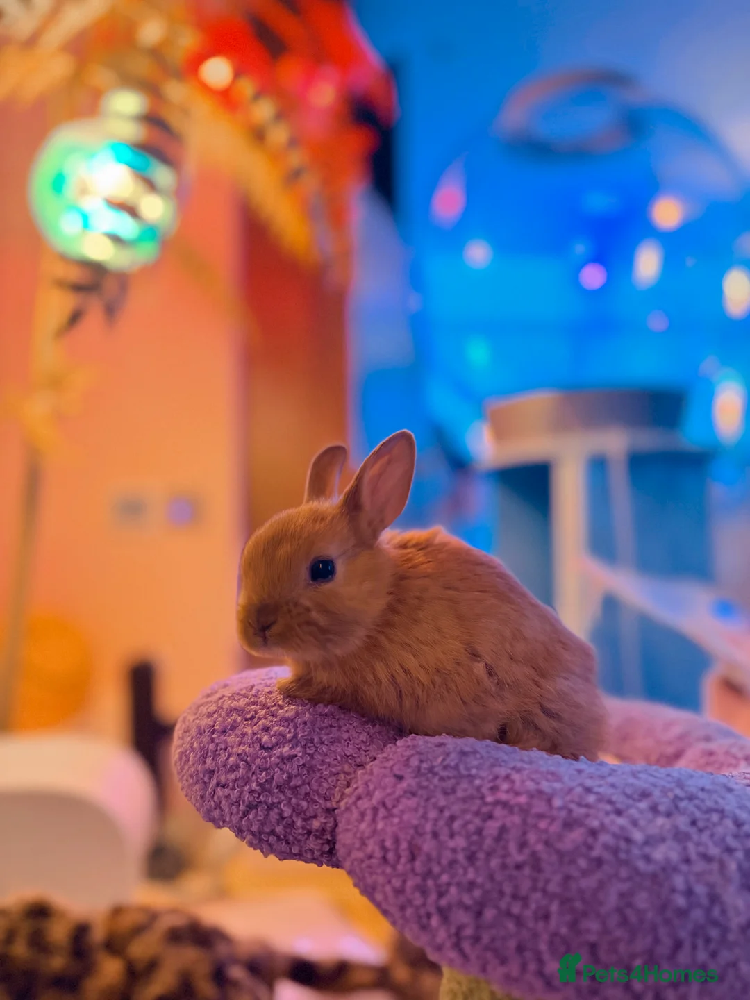 Netherland Dwarf rabbits for sale: Urgent rehoming. Young Netherland dwarf+ mini lop - Advert 25