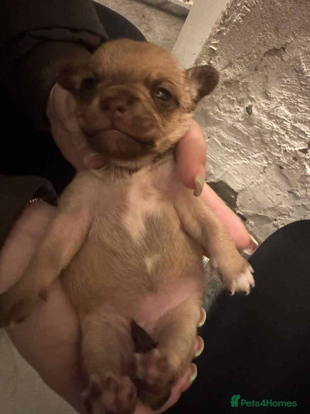 Chihuahua dogs for sale: Chihuahua girl pups  - Image 1