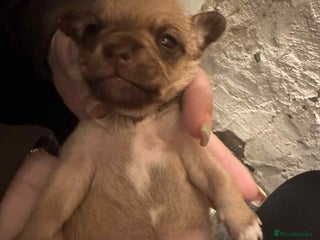 Chihuahua dogs - Advert 27