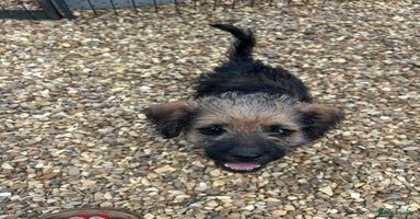 Mixed Breed dogs - Advert 5