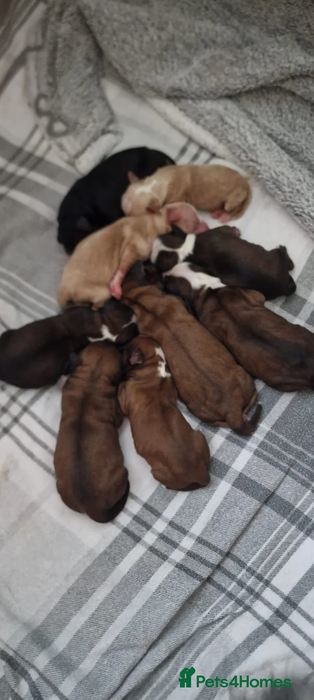 Tibetan Terrier dogs for sale: Stunning Tibetan Terrier Puppies  - Advert 1