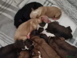 Tibetan Terrier dogs Stunning Tibetan Terrier Puppies - Advert 14