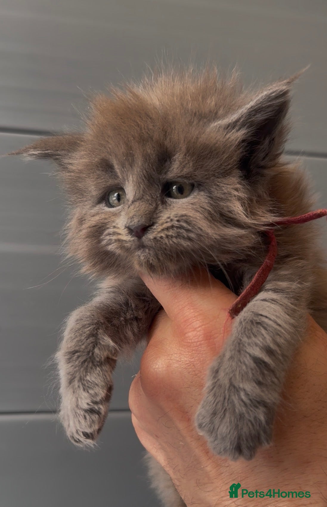 Maine Coon cats XL beautiful maine coon kittens  - Advert 15