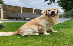 Golden Retriever dogs for sale: Golden retriever puppies confirmed (due 15/11) - Image 10
