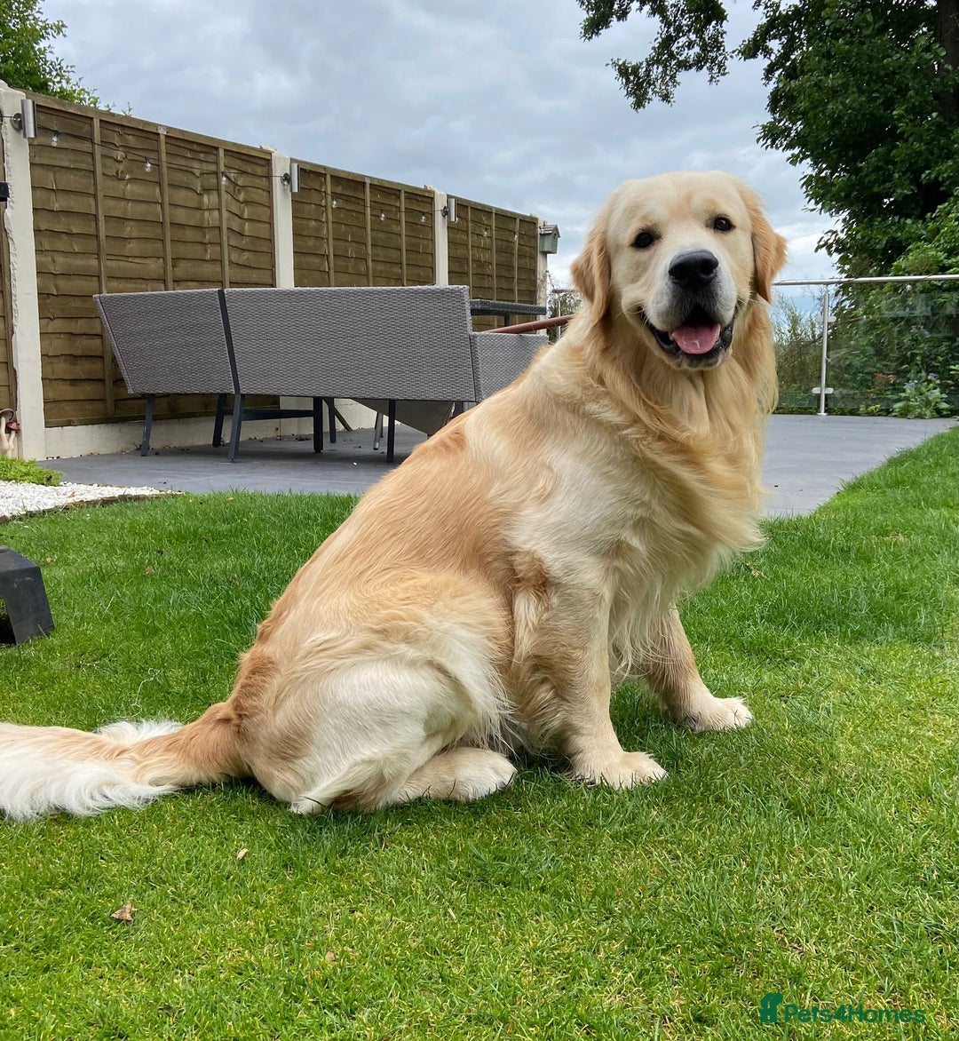 Golden Retriever dogs for sale: Golden retriever puppies confirmed (due 15/11) - Image 10
