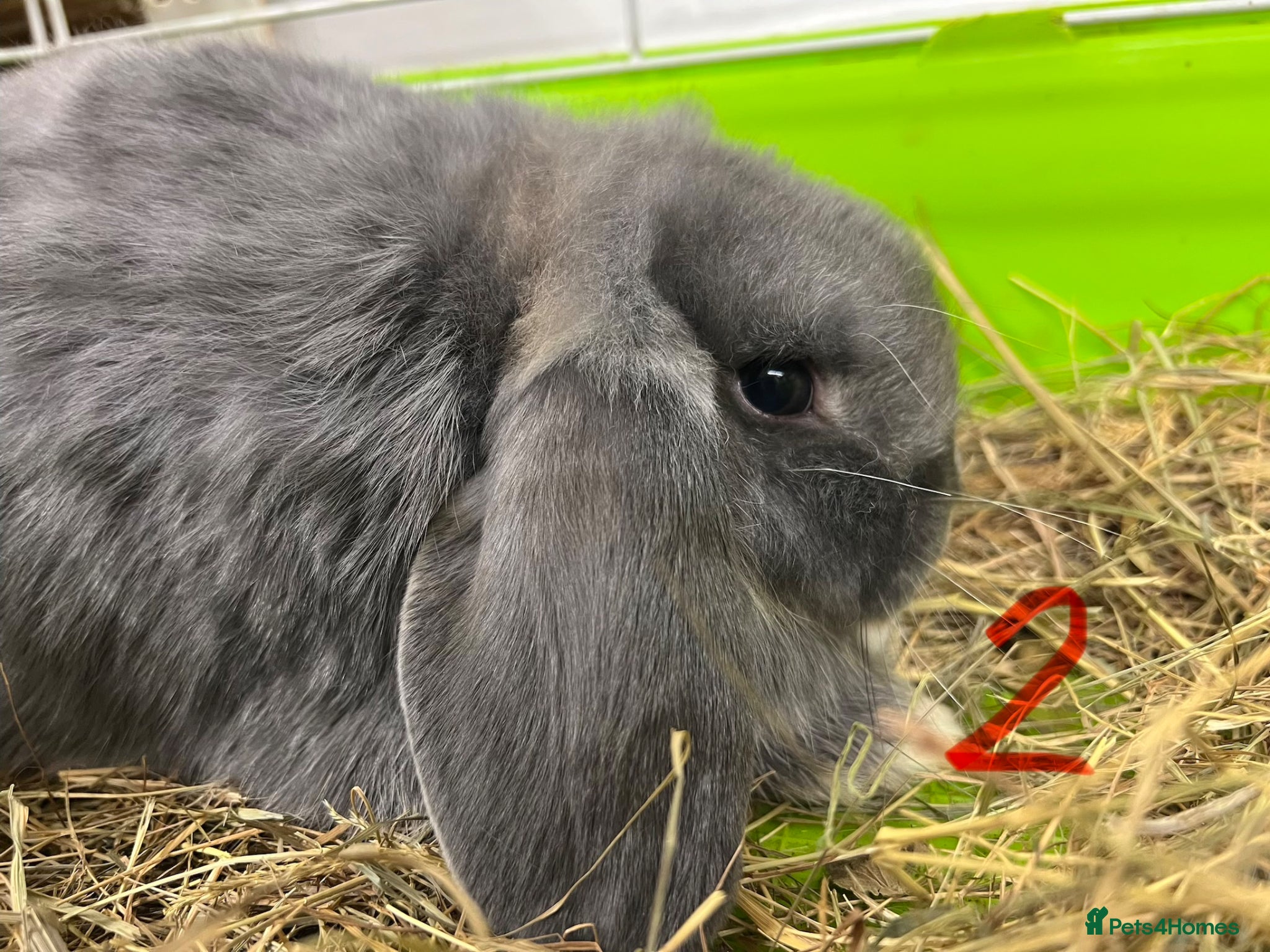 Mini Lop rabbits Fabulous little girl - Advert 1