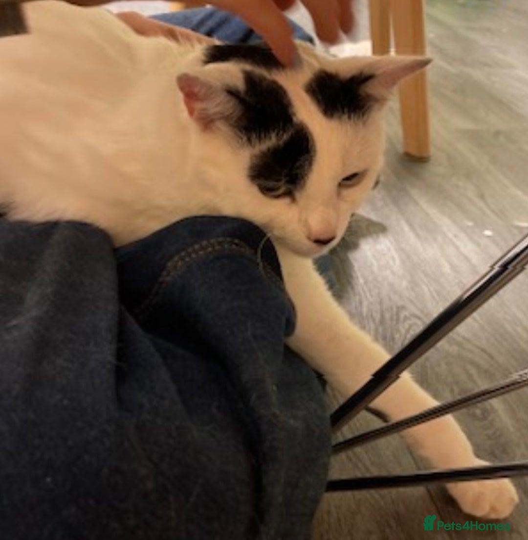 Domestic Shorthair cats for sale: Gorgeous white and black cat Smudge  - Image 4