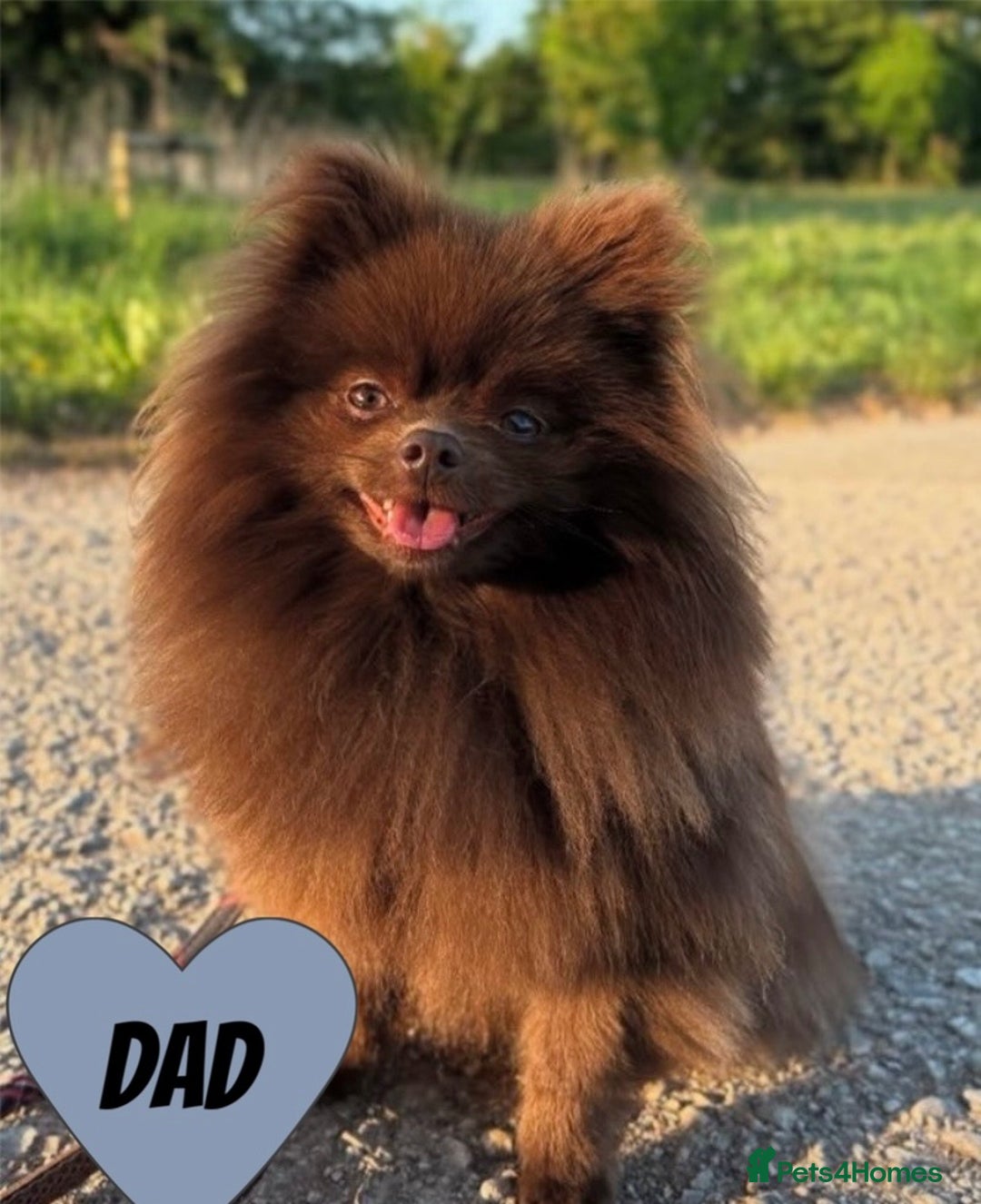 Pomeranian dogs for sale: Two Pomeranian Puppies Available - Image 4