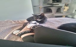 Domestic Shorthair cats for sale: Kittens for sale, READY TO GO NOW!  - Image 18
