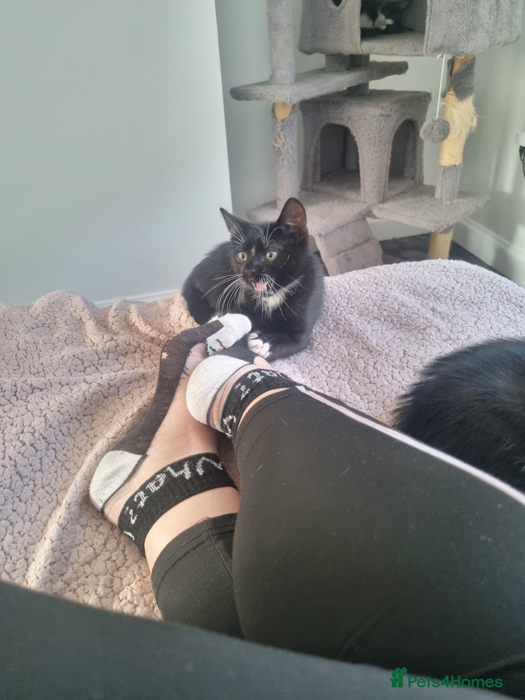 Domestic Shorthair cats for sale: Kittens for sale, READY TO GO NOW!  - Image 18