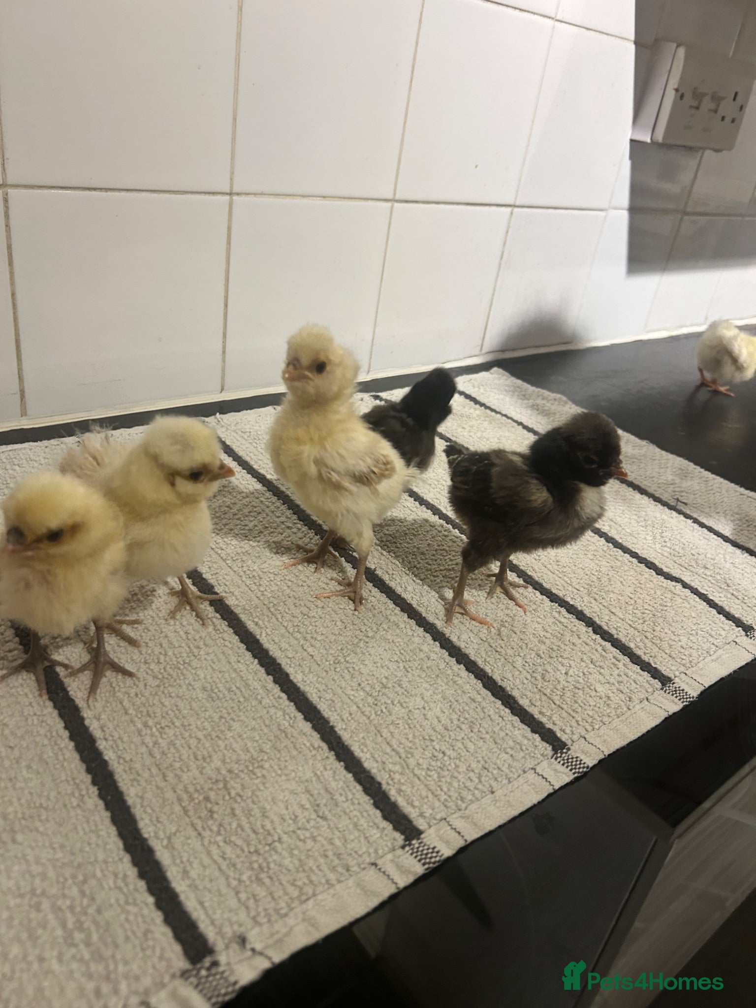 Chickens poultry Polish chicks Available  - Advert 1
