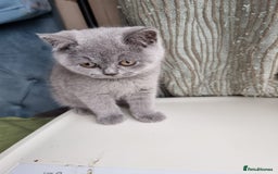 British Shorthair cats for sale: Last 2 Kittens Lilac & Blue Healthy GCCF Pedigree  - Image 9