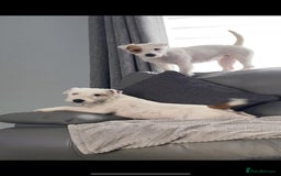 Parson Russell dogs for sale: KC Reg Champion lineage Puppys - Image 32