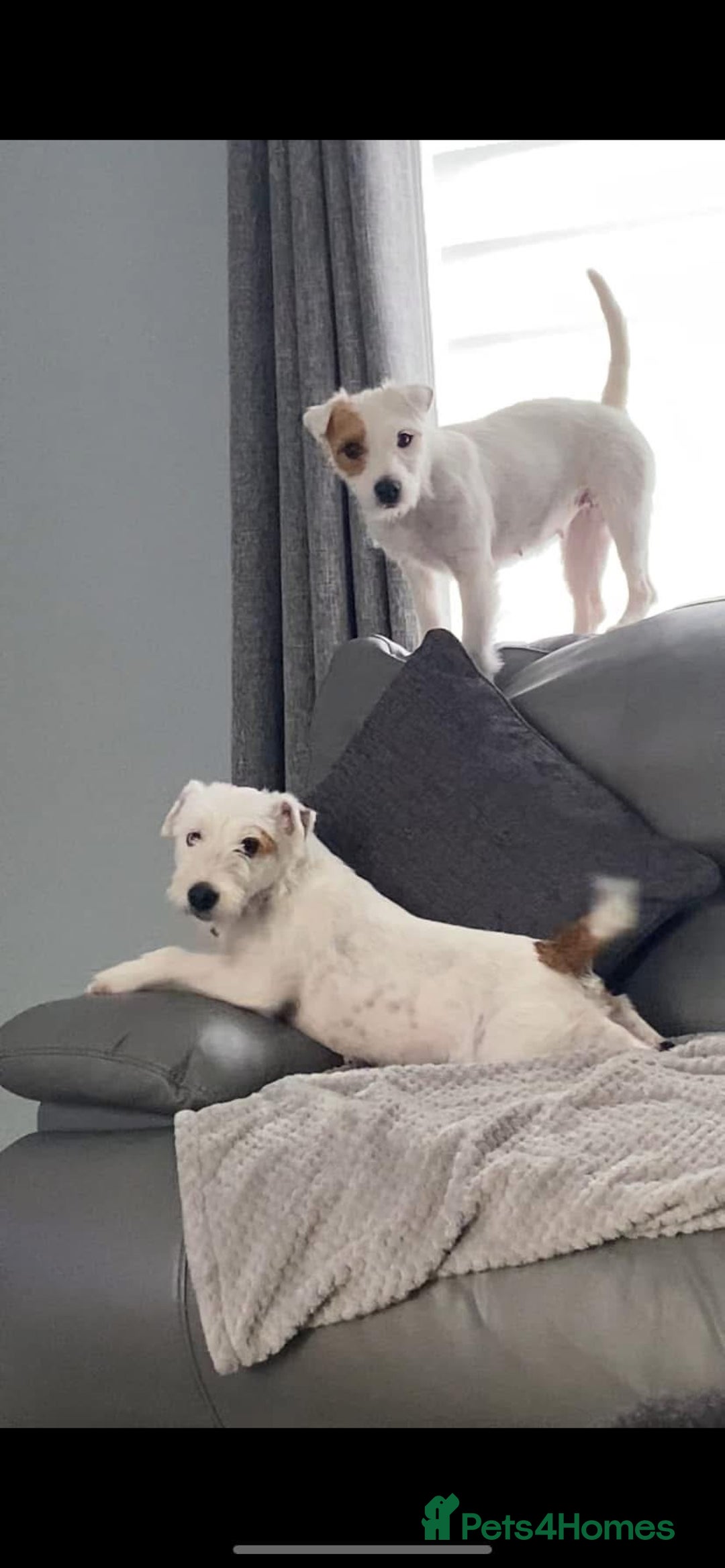 Parson Russell dogs for sale: KC Reg Champion lineage Puppys - Image 32