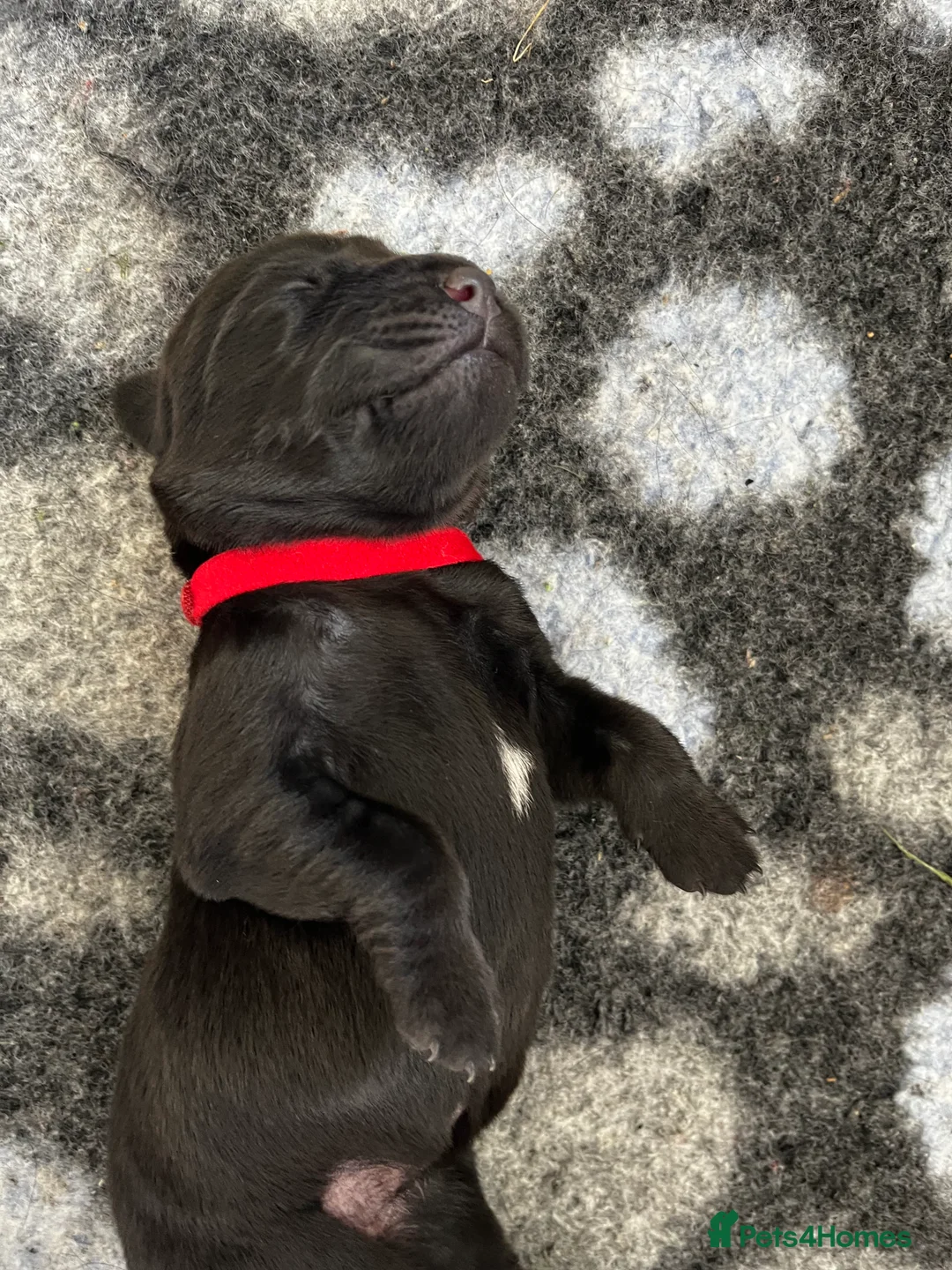 Labrador Retriever dogs for sale: Beautiful KC Labrador Puppy-only 1 black girl left - Advert 2